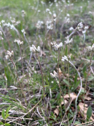 Antennaria neglecta (Cat's claw) — photo