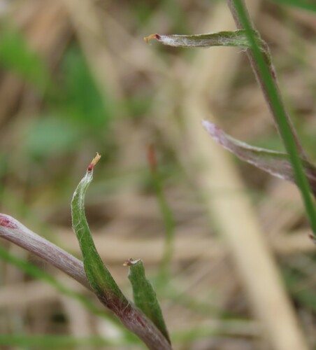Antennaria neglecta (Cat's claw) — photo