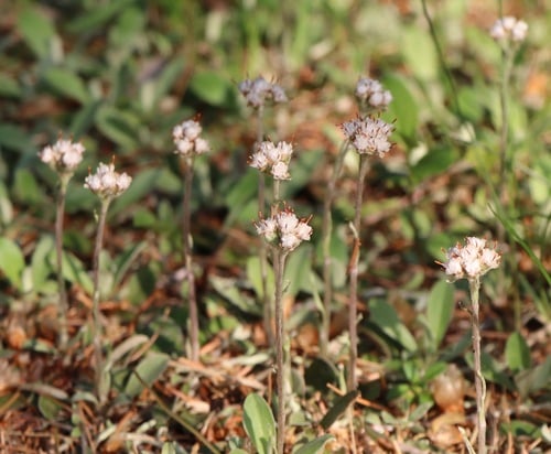 Antennaria neglecta