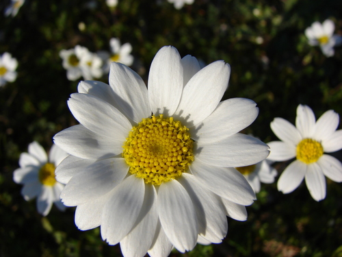 Anthemis chia — photo