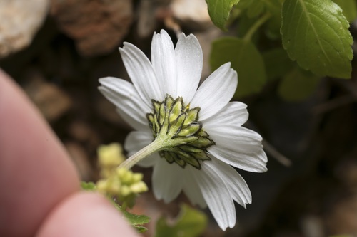 Anthemis chia — photo