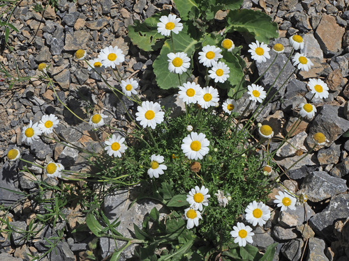 Anthemis chia