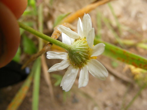 Anthemis cotula (Mayweed) — photo