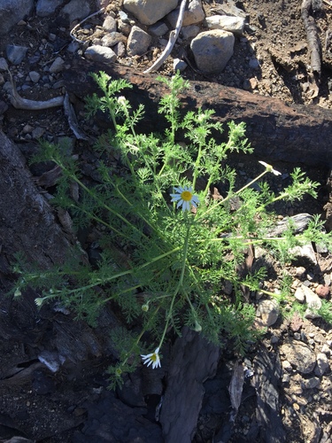Anthemis cotula (Mayweed) — photo