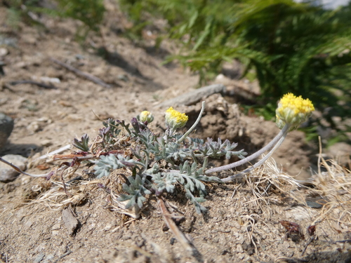 Anthemis cretica — photo
