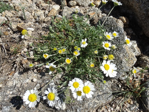 Anthemis cretica subsp. sibthorpii