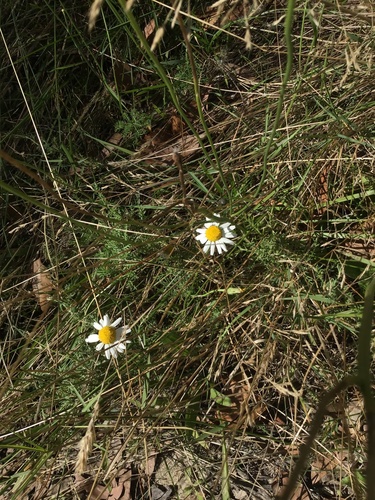 Anthemis nobilis (Common Chamomile) — photo