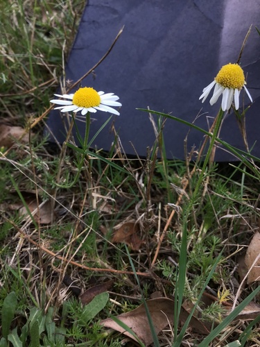 Anthemis nobilis
