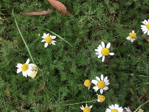 Anthemis nobilis (Common Chamomile) — photo