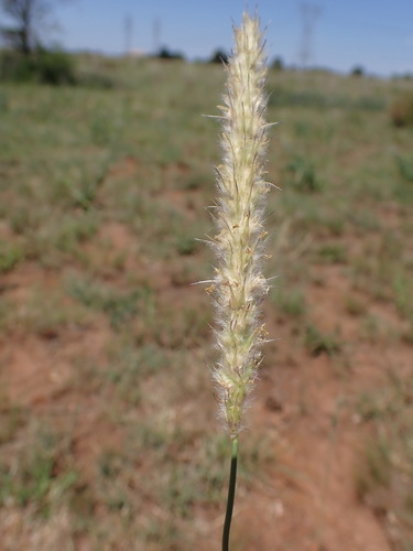 Anthephora pubescens (Wool grass) — photo