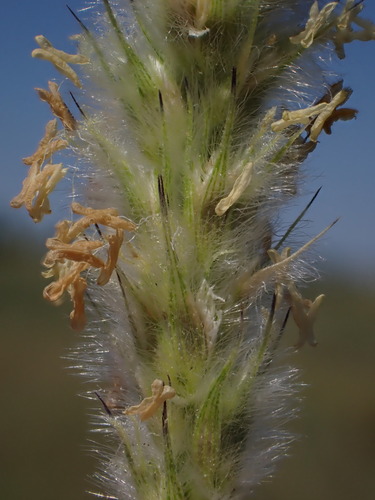 Anthephora pubescens (Wool grass) — photo