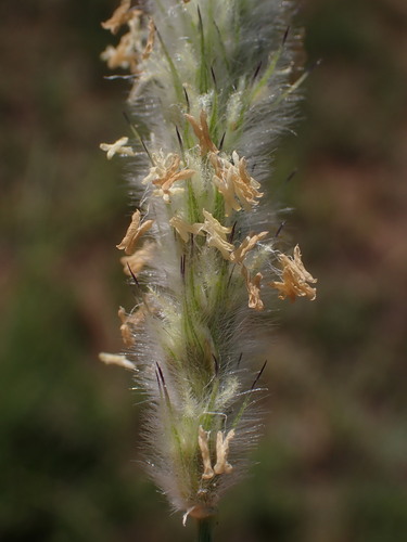 Anthephora pubescens