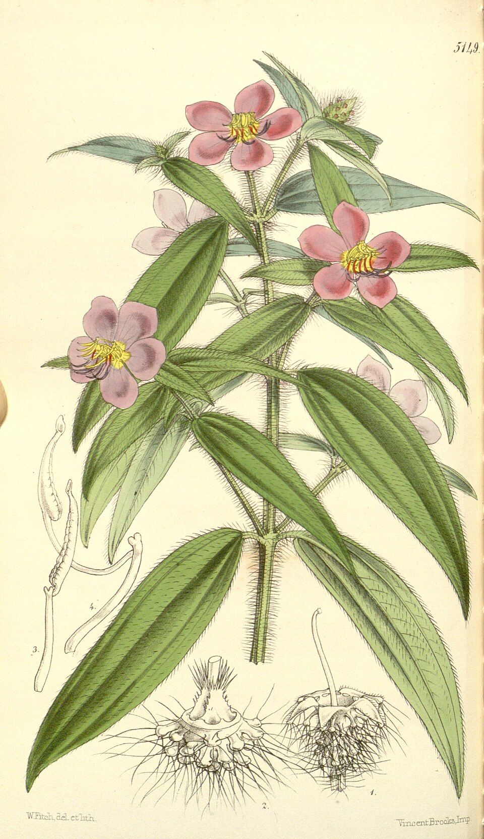 Antherotoma irvingiana