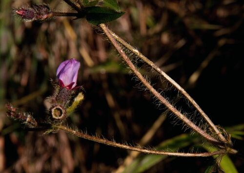 Antherotoma senegambiensis — photo