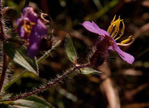 Antherotoma senegambiensis