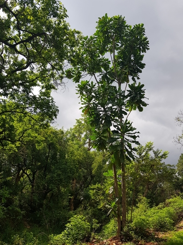 Anthocleista grandiflora (Forest fever tree) — photo