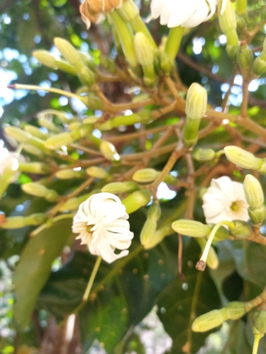 Anthocleista grandiflora (Forest fever tree) — photo