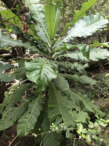 Anthocleista grandiflora