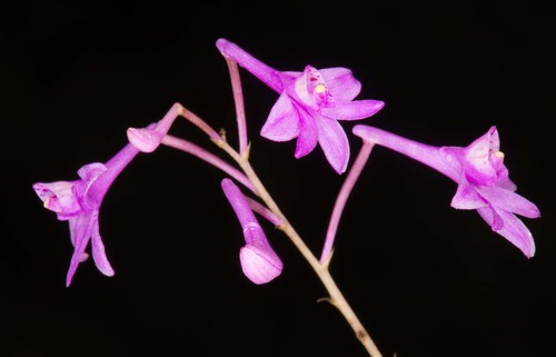 Anthogonium gracile — photo