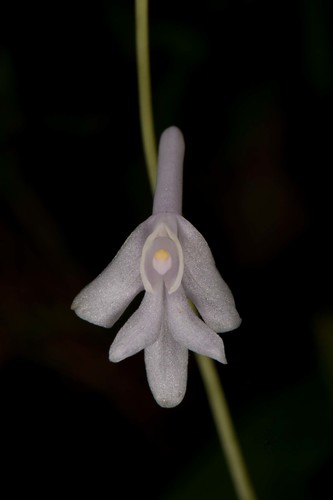 Anthogonium gracile — photo