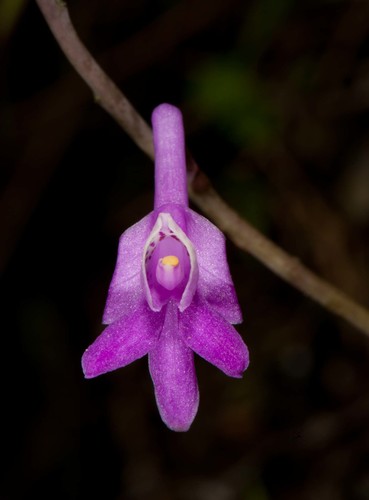 Anthogonium gracile