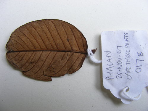 Anthonotha fragrans — photo