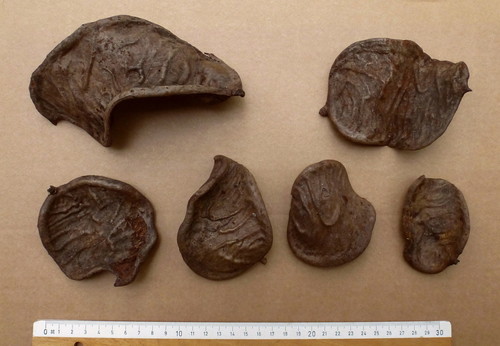 Anthonotha fragrans — photo
