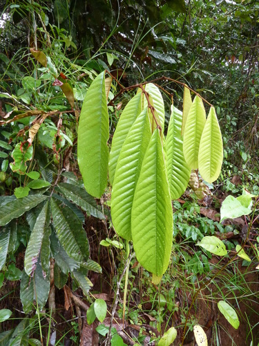Anthonotha fragrans