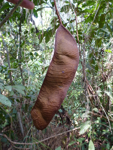 Anthonotha macrophylla (African rosewood) — photo