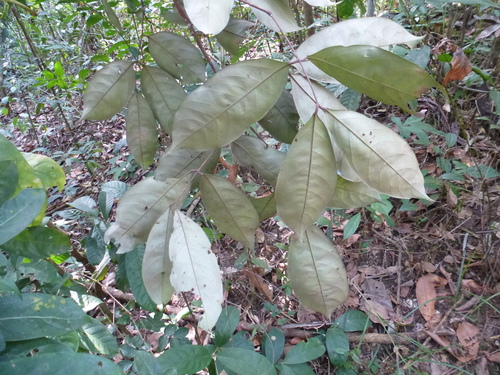 Anthonotha macrophylla (African rosewood) — photo