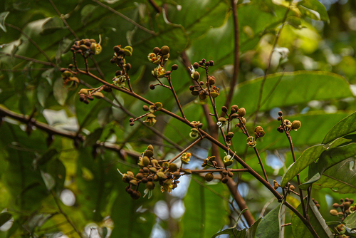 Anthonotha macrophylla