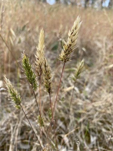 Anthoxanthum odoratum (Sweet vernal grass) — photo