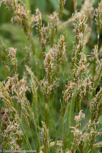 Anthoxanthum odoratum (Sweet vernal grass) — photo