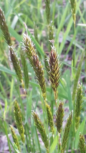 Anthoxanthum odoratum