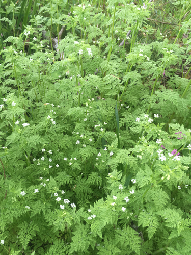 Anthriscus caucalis (Bur chervil) — photo