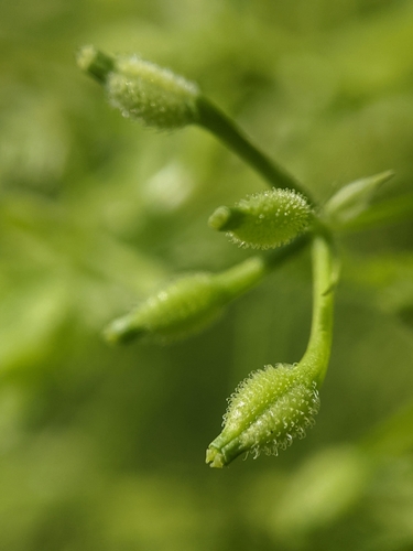 Anthriscus caucalis (Bur chervil) — photo
