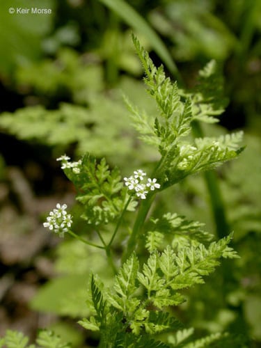 Anthriscus caucalis