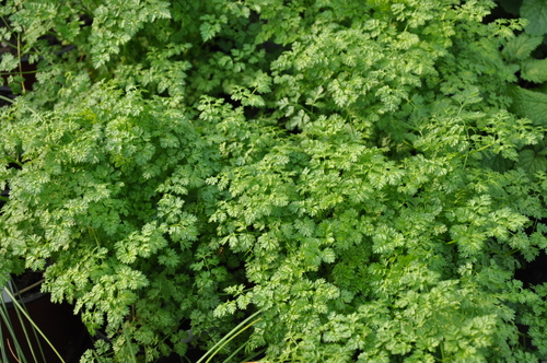 Anthriscus cerefolium (Chervil) — photo