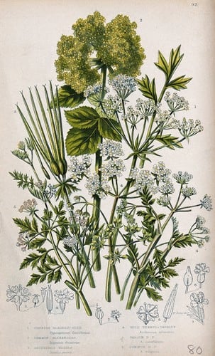 Anthriscus cerefolium