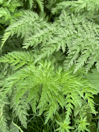 Anthriscus sylvestris (Cow Parsley) — photo