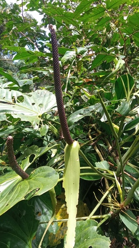Anthurium breviscapum (Katshiniak eep) — photo