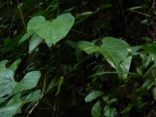 Anthurium breviscapum