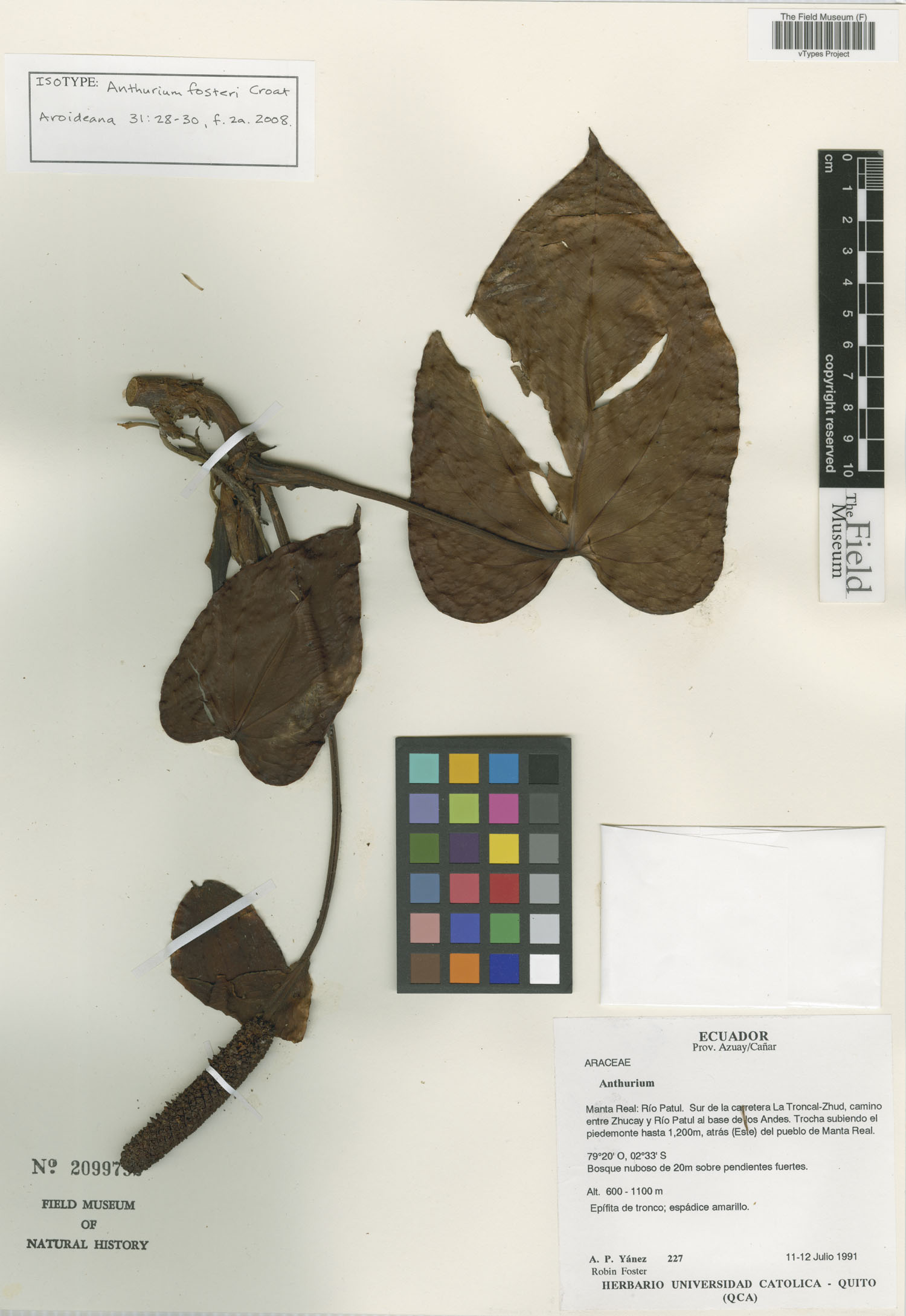 Anthurium fosteri — photo