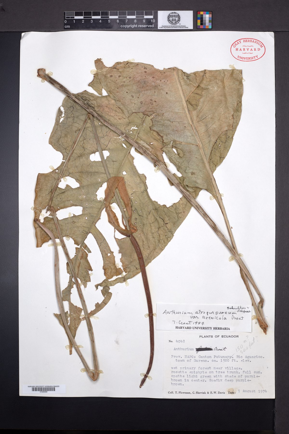 Anthurium fosteri — photo