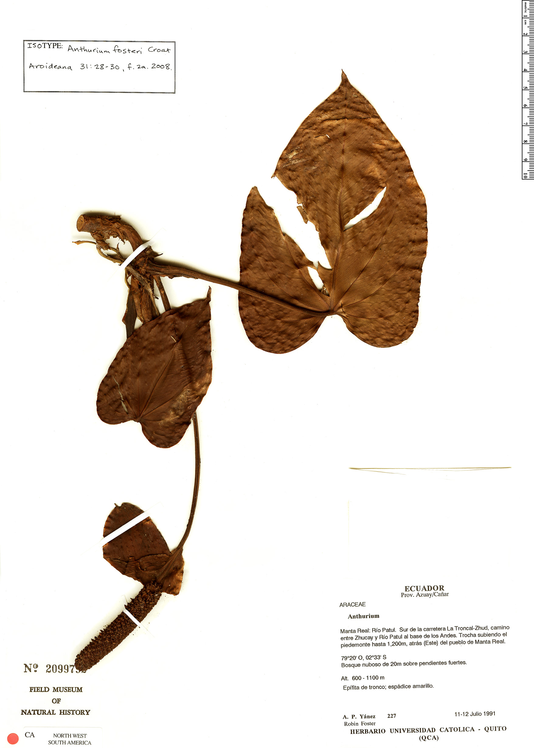 Anthurium fosteri