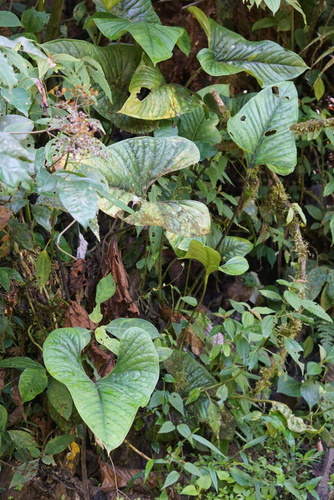 Anthurium lancea