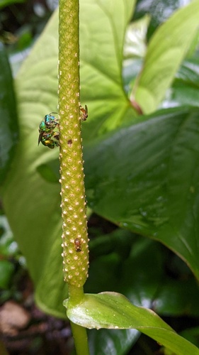 Anthurium sagittatum (Shiniumas) — photo