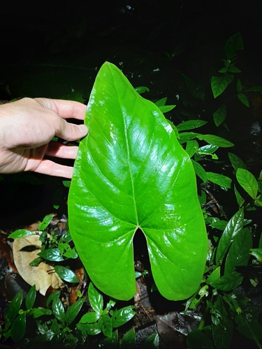 Anthurium sagittatum (Shiniumas) — photo