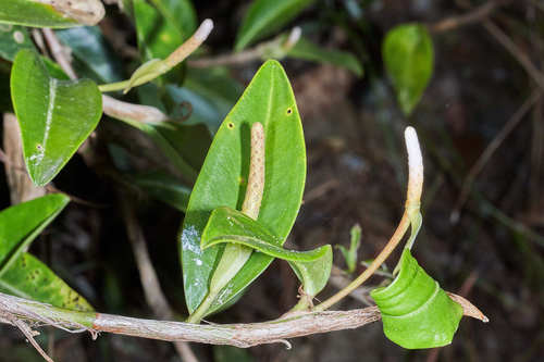 Anthurium scandens (Pearl lace leaf) — photo