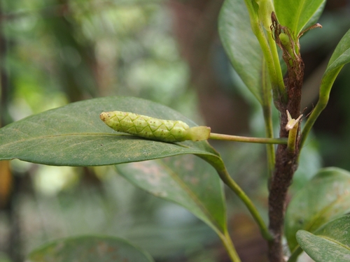 Anthurium scandens (Pearl lace leaf) — photo